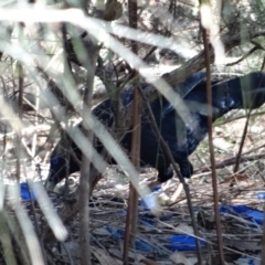 Ptilonorhynchus violaceus (Satin Bowerbird) at Broulee Moruya Nature Observation Area - 26 Apr 2019 by LisaH