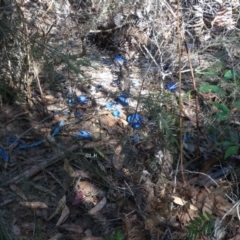 Ptilonorhynchus violaceus at Moruya, NSW - 26 Apr 2019 10:52 AM