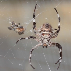 Hortophora transmarina (Garden Orb Weaver) at Hackett, ACT - 24 Apr 2019 by TimL