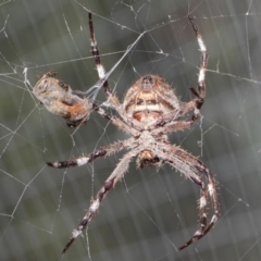 Hortophora transmarina at Hackett, ACT - 24 Apr 2019