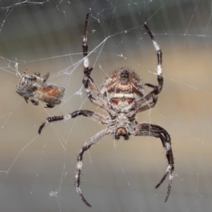 Hortophora transmarina at Hackett, ACT - 24 Apr 2019