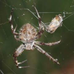 Hortophora transmarina at Hackett, ACT - 24 Apr 2019 12:09 PM