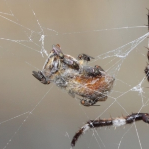 Milichiidae (family) at Hackett, ACT - 24 Apr 2019 12:08 PM