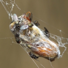 Milichiidae (family) at Hackett, ACT - 24 Apr 2019 12:08 PM