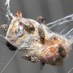 Milichiidae (family) at Hackett, ACT - 24 Apr 2019 12:08 PM