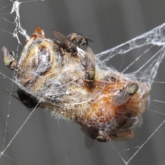 Milichiidae (family) at Hackett, ACT - 24 Apr 2019 12:08 PM