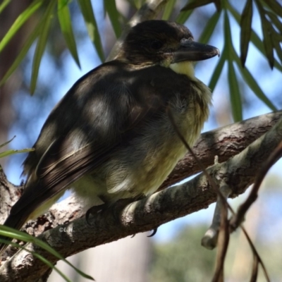 Cracticus torquatus (Grey Butcherbird) at Broulee Moruya Nature Observation Area - 26 Apr 2019 by LisaH