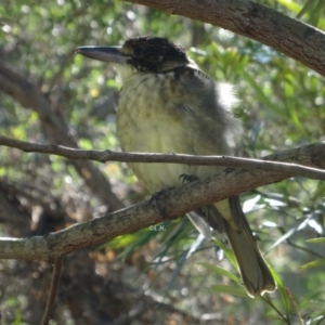 Cracticus torquatus at Broulee, NSW - 26 Apr 2019 12:50 PM