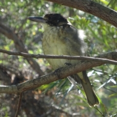 Cracticus torquatus at Broulee, NSW - 26 Apr 2019