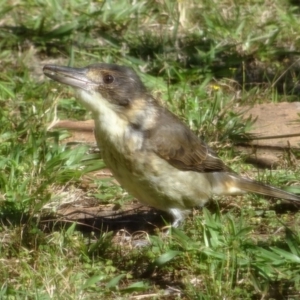 Cracticus torquatus at Broulee, NSW - 26 Apr 2019