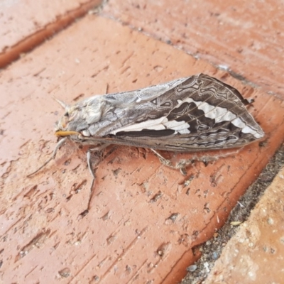 Abantiades atripalpis (Bardee grub/moth, Rain Moth) at QPRC LGA - 24 Apr 2019 by jamie.barney