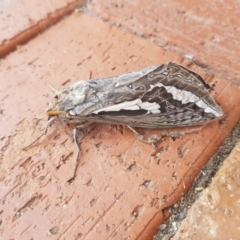 Abantiades atripalpis (Bardee grub/moth, Rain Moth) at Sutton, NSW - 24 Apr 2019 by jamie.barney