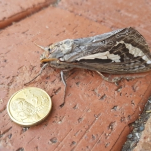 Abantiades atripalpis at Sutton, NSW - 24 Apr 2019