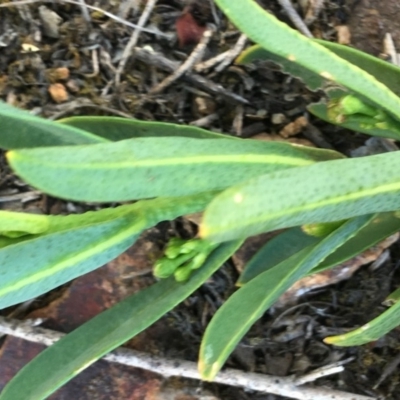 Philotheca myoporoides (Long-leaf Wax-Flower) at Hughes, ACT - 26 Apr 2019 by KL