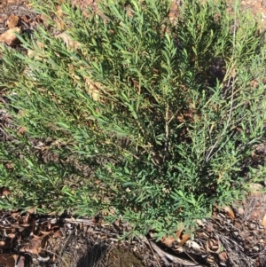 Philotheca myoporoides at Hughes, ACT - 26 Apr 2019