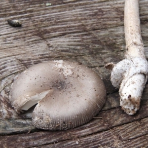 Amanita cheelii at Numbaa, NSW - 19 Apr 2019 10:34 AM