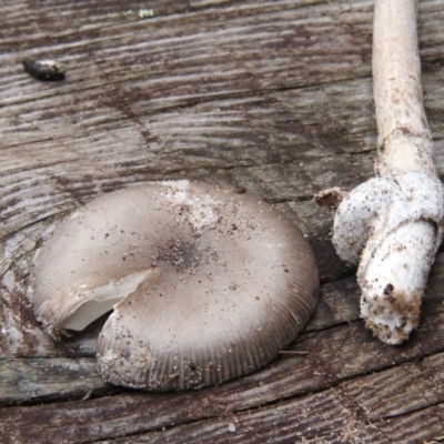 Amanita cheelii (Amanita punctata) at Numbaa, NSW - 19 Apr 2019 by Nurjahan