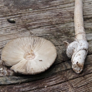 Amanita cheelii at Numbaa, NSW - 19 Apr 2019 10:34 AM