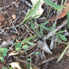 Grona varians (Slender Tick-Trefoil) at Hughes, ACT - 26 Apr 2019 by KL