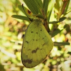 Eurema smilax (Small Grass-yellow) at Namadgi National Park - 26 Apr 2019 by JohnBundock