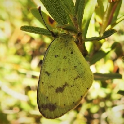 Eurema smilax (Small Grass-yellow) at Namadgi National Park - 26 Apr 2019 by JohnBundock