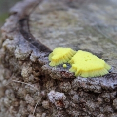 Stemonitis sp. (genus) (A slime mould) at Numbaa, NSW - 22 Oct 2018 by Nurjahan