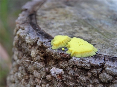 Stemonitis sp. (genus) (A slime mould) at Numbaa, NSW - 21 Oct 2018 by Nurjahan