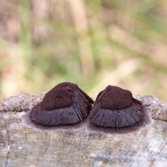 Stemonitis sp. (genus) at Numbaa, NSW - 22 Oct 2018