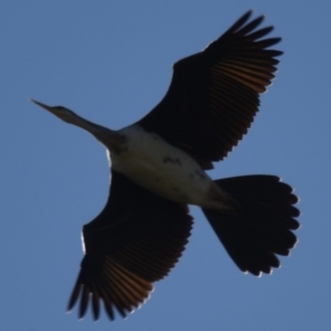 Anhinga novaehollandiae at Giralang, ACT - 25 Apr 2018