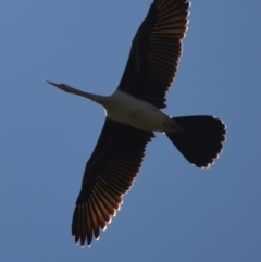 Anhinga novaehollandiae at Giralang, ACT - 25 Apr 2018 12:00 AM