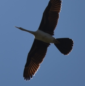 Anhinga novaehollandiae at Giralang, ACT - 25 Apr 2018