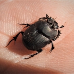 Onthophagus fuliginosus (Sooty dung beetle) at Tennent, ACT - 26 Apr 2019 by JohnBundock