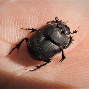 Onthophagus fuliginosus at Tennent, ACT - 26 Apr 2019