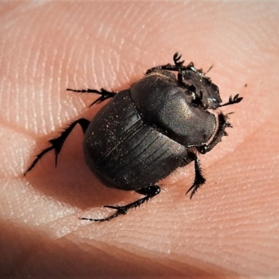Onthophagus fuliginosus (Sooty dung beetle) at Tennent, ACT - 26 Apr 2019 by JohnBundock