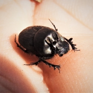 Onthophagus fuliginosus at Tennent, ACT - 26 Apr 2019