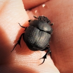 Onthophagus fuliginosus at Tennent, ACT - 26 Apr 2019