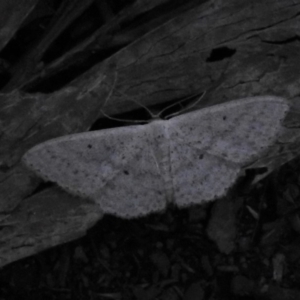 Scopula optivata at Cotter River, ACT - 26 Apr 2019