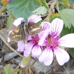 Taractrocera papyria (White-banded Grass-dart) at Sth Tablelands Ecosystem Park - 14 Apr 2019 by AndyRussell