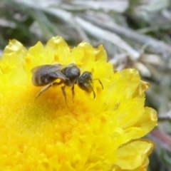Lasioglossum (Chilalictus) sp. (genus & subgenus) (Halictid bee) at Sth Tablelands Ecosystem Park - 14 Apr 2019 by AndyRussell