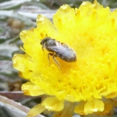 Lasioglossum (Chilalictus) sp. (genus & subgenus) at Molonglo Valley, ACT - 14 Apr 2019 12:52 PM