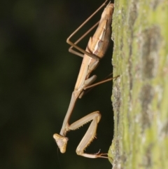 Pseudomantis albofimbriata (False garden mantis) at ANBG - 24 Apr 2019 by TimL