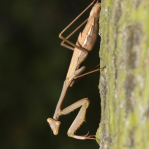 Pseudomantis albofimbriata at Acton, ACT - 24 Apr 2019