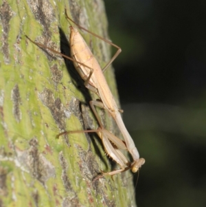 Pseudomantis albofimbriata at Acton, ACT - 24 Apr 2019