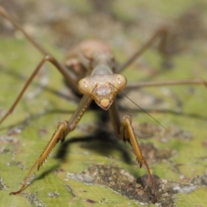 Pseudomantis albofimbriata at Acton, ACT - 24 Apr 2019