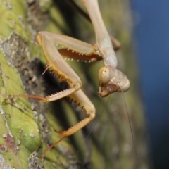 Pseudomantis albofimbriata at Acton, ACT - 24 Apr 2019