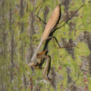 Pseudomantis albofimbriata at Acton, ACT - 24 Apr 2019 12:26 PM