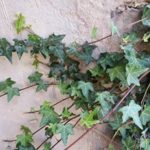 Hedera sp. (helix or hibernica) at O'Malley, ACT - 26 Apr 2019 09:59 AM