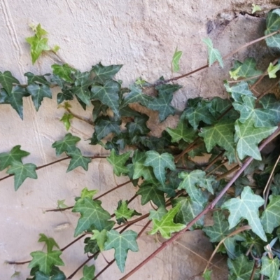 Hedera helix (Ivy) at O'Malley, ACT - 25 Apr 2019 by Mike