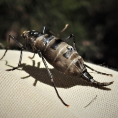 Boreoides subulatus (Wingless Soldier Fly) at Paddys River, ACT - 26 Apr 2019 by JohnBundock