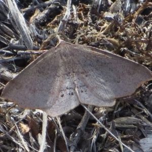 Rhinodia rostraria at Theodore, ACT - 24 Sep 2018 01:56 PM